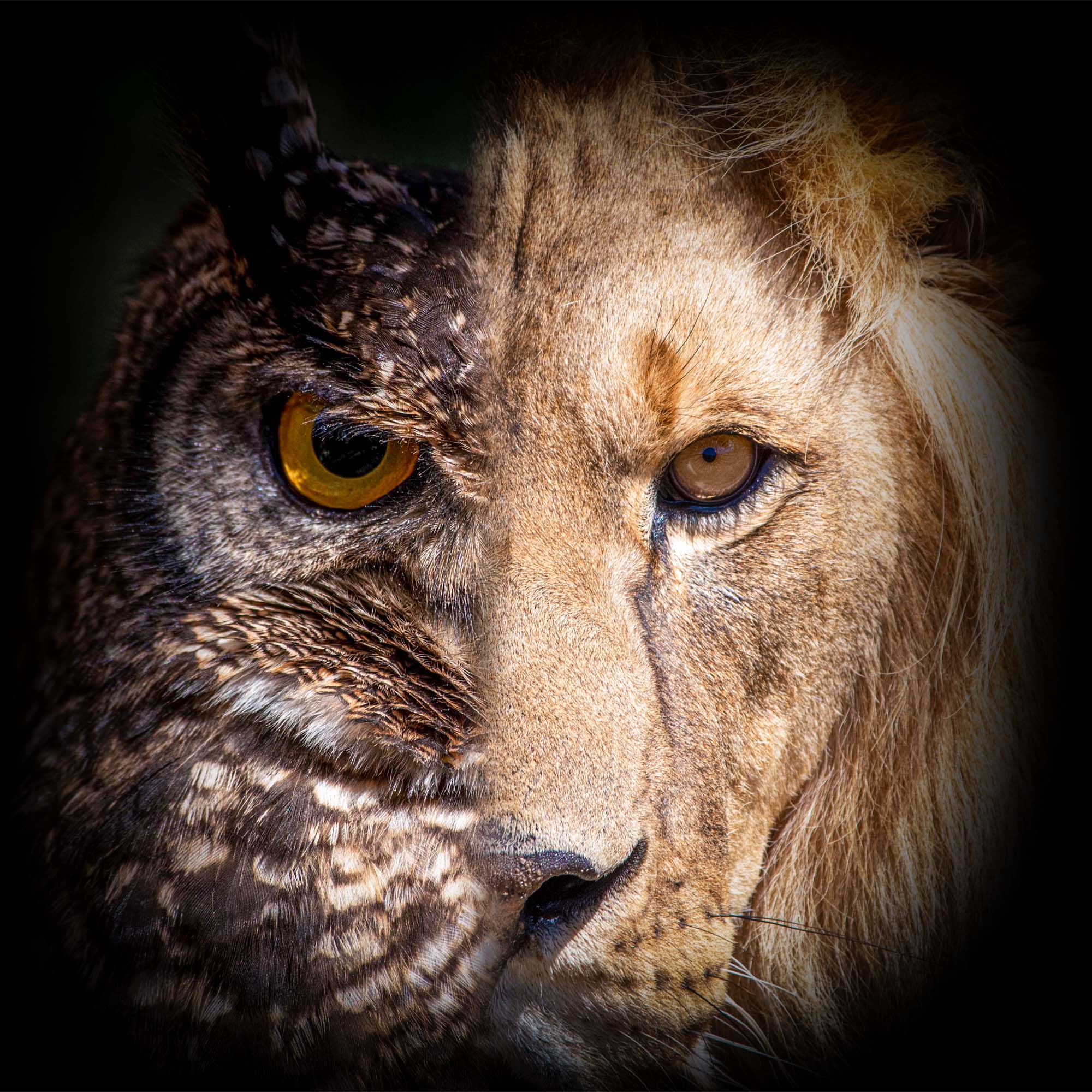 Winner Image - Ubuntu Spirit of Africa Wildlife Rescue and Rehabilitation Sanctuary NPC